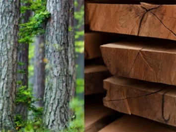 Kinh nghiệm phân biệt gỗ tự nhiên và gỗ công nghiệp đơn giản nhất