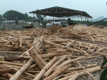 Tiết lộ quy trình sản xuất gỗ công nghiệp chi tiết nhất