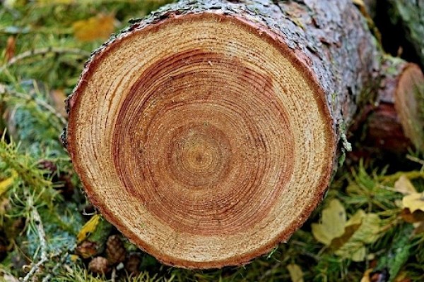Dựa vào đường vân gỗ là kinh nghiệm phân biệt gỗ tự nhiên hay nhất
